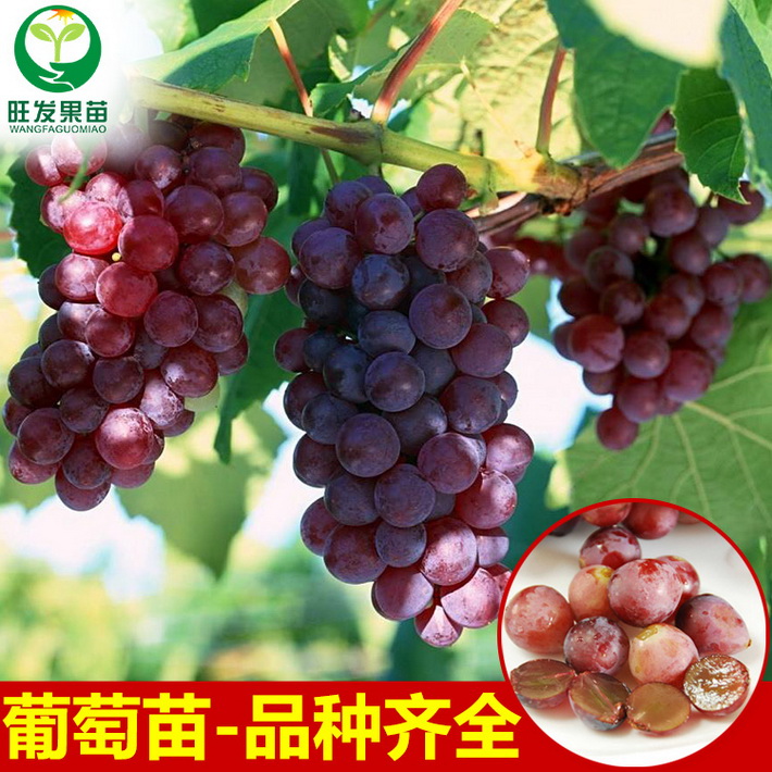 正宗巨峰葡萄苗耐寒嫁接葡萄樹苗全國可種爬藤果樹苗可盆栽地栽苗