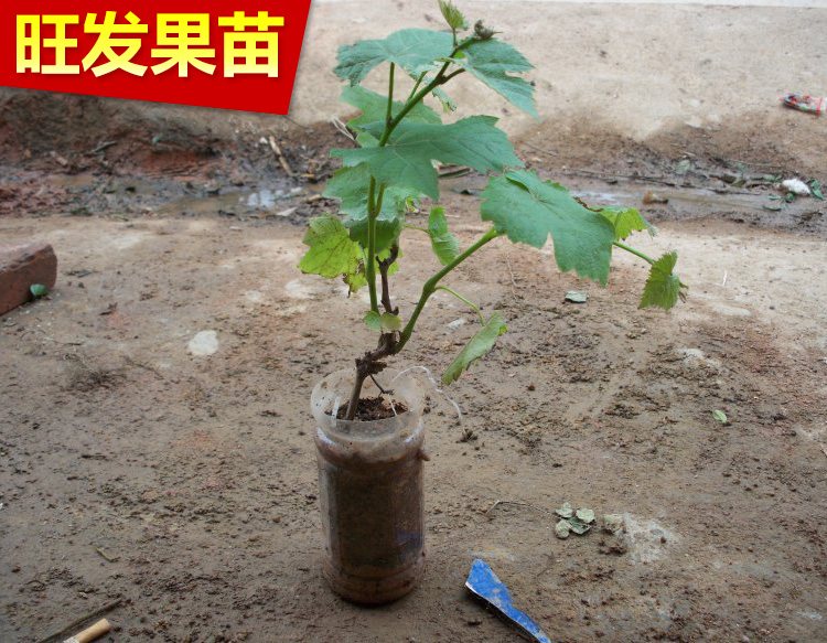 正宗巨峰葡萄苗耐寒嫁接葡萄樹苗全國可種爬藤果樹苗可盆栽地栽苗