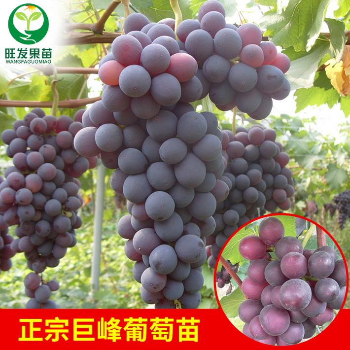 正宗巨峰葡萄苗耐寒嫁接葡萄樹苗全國可種爬藤果樹苗可盆栽地栽苗