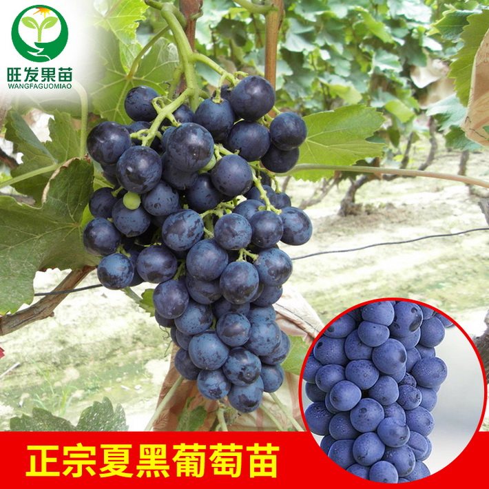 正宗夏黑葡萄樹苗耐寒嫁接葡萄樹苗全國可種爬藤果樹苗