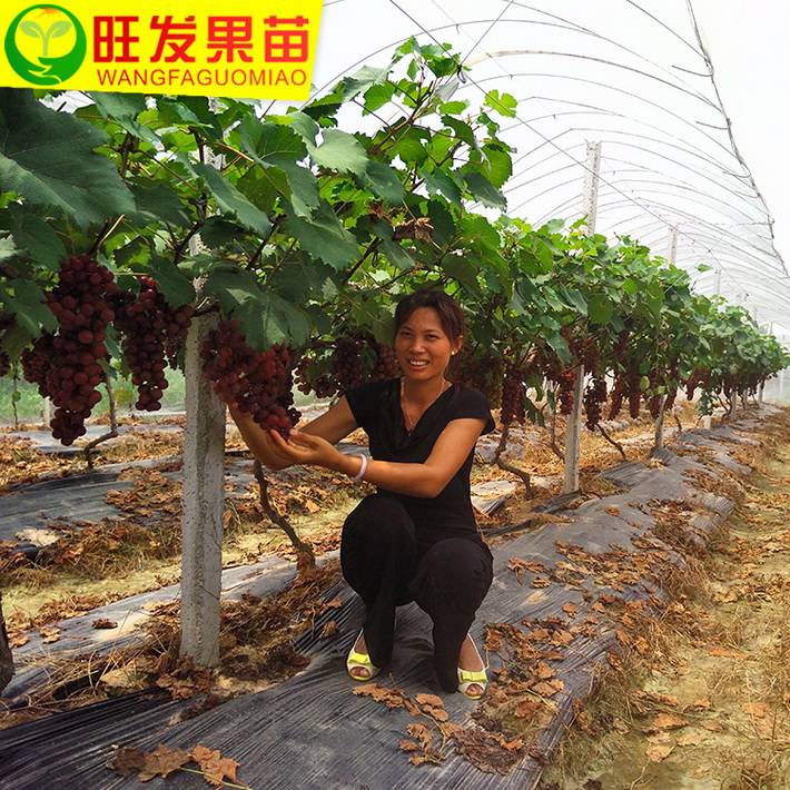正宗夏黑葡萄樹苗耐寒嫁接葡萄樹苗全國可種爬藤果樹苗