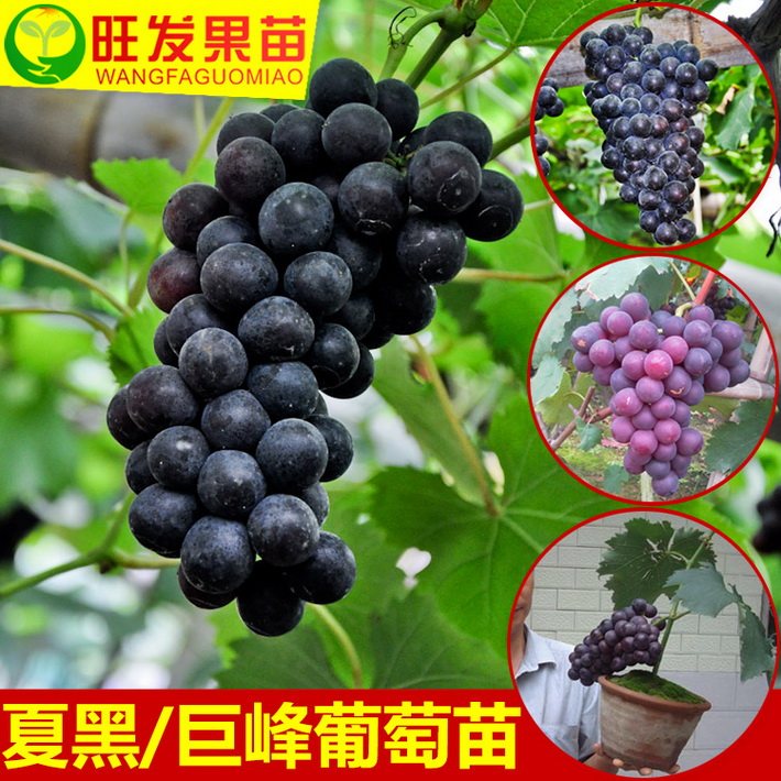 正宗夏黑葡萄樹苗耐寒嫁接葡萄樹苗全國可種爬藤果樹苗