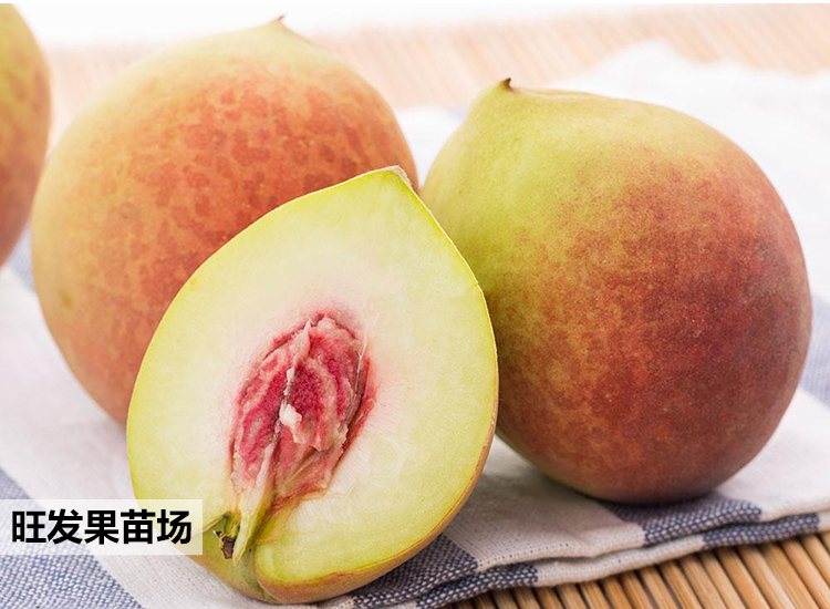 大量供應嫁接鷹嘴桃苗嫁接果樹苗桃子樹苗可盆栽地栽苗量大價優