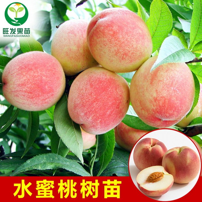 正宗嫁接水蜜桃苗種植果樹果苗桃子果樹苗桃子樹苗可盆栽地栽苗