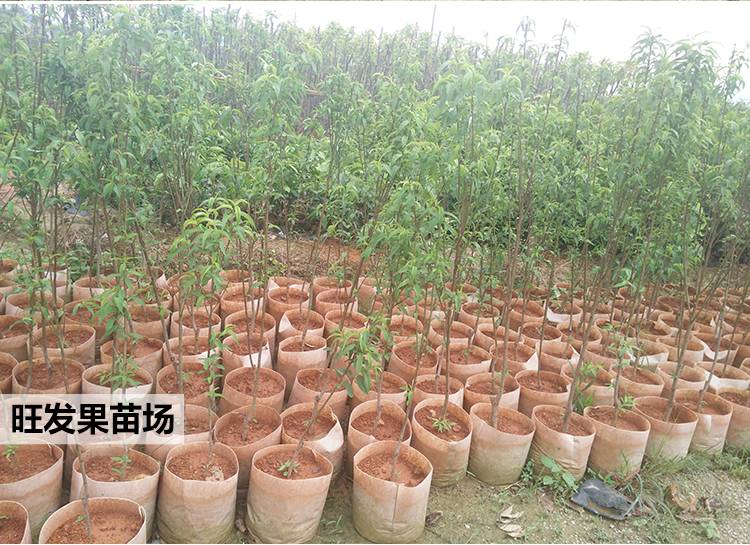 正宗嫁接水蜜桃苗種植果樹果苗桃子果樹苗桃子樹苗可盆栽地栽苗