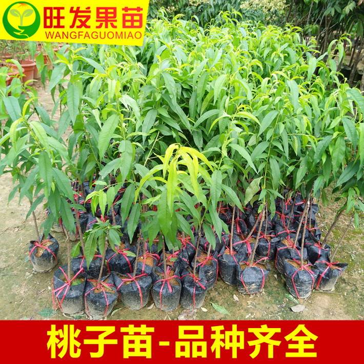 正宗嫁接三月桃苗種植果樹果苗桃子果樹苗桃子樹苗可盆栽地栽苗