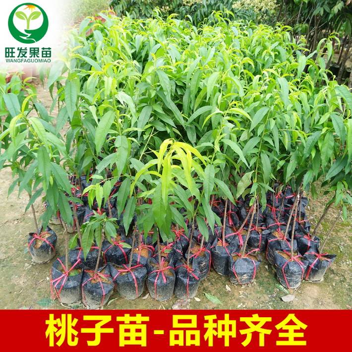 正宗嫁接三月桃苗種植果樹果苗桃子果樹苗桃子樹苗可盆栽地栽苗