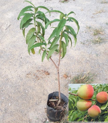 正宗嫁接三月桃苗種植果樹果苗桃子果樹苗桃子樹苗可盆栽地栽苗