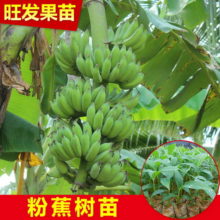 供應(yīng)優(yōu)良新品種金粉1號粉蕉苗皇帝蕉又稱貢蕉 米蕉苗大量出售
