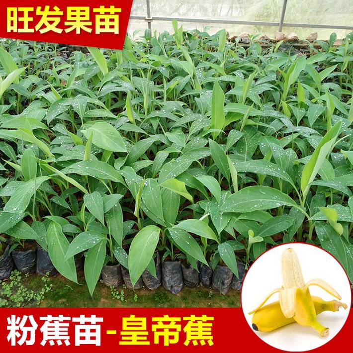 供應優良新品種金粉1號粉蕉苗皇帝蕉又稱貢蕉 米蕉苗大量出售