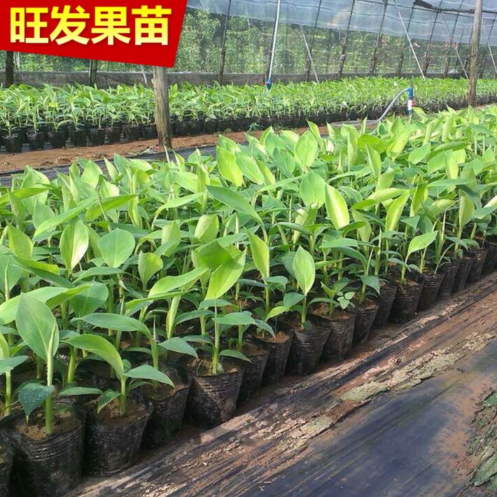供應優良新品種金粉1號粉蕉苗皇帝蕉又稱貢蕉 米蕉苗大量出售