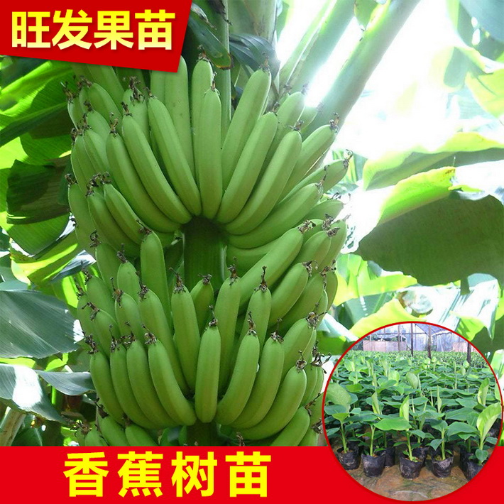 供應(yīng)香蕉組培苗 威廉斯B6香蕉苗 大量出售香蕉苗 價格優(yōu)惠