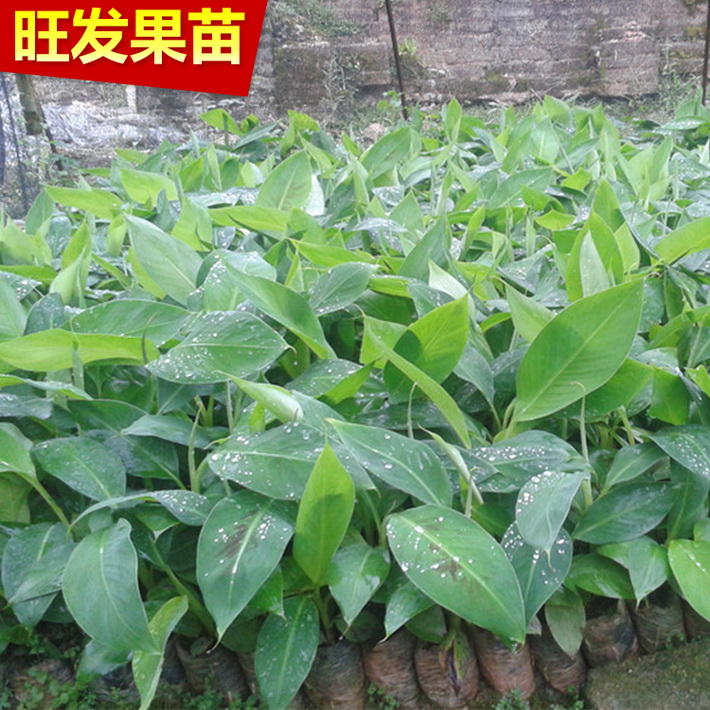 供應香蕉組培苗 威廉斯B6香蕉苗 大量出售香蕉苗 價格優惠
