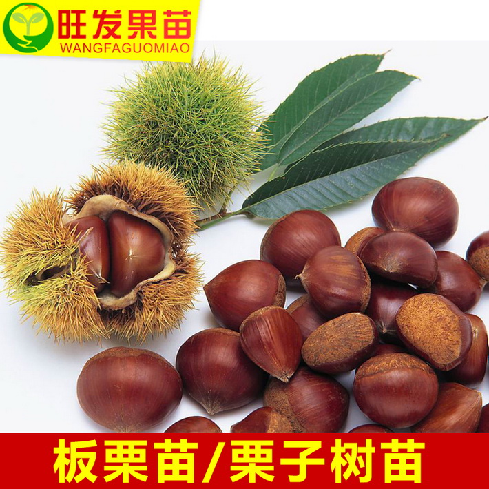 正宗板粟苗嫁接苗鳳栗樹苗 粉栗果樹苗 南北種植干果苗