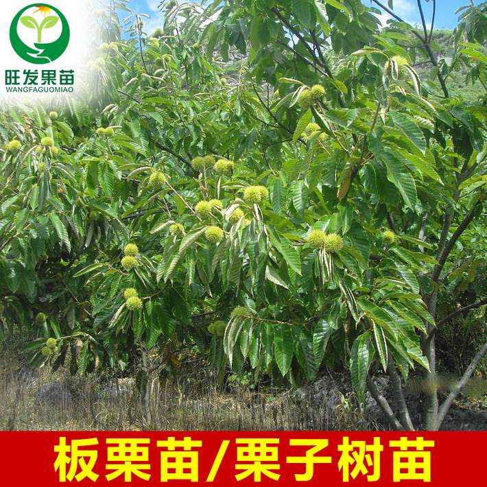 正宗板粟苗嫁接苗鳳栗樹苗 粉栗果樹苗 南北種植干果苗