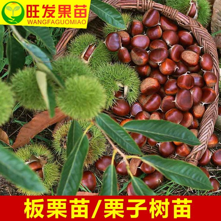 正宗板粟苗嫁接苗鳳栗樹苗 粉栗果樹苗 南北種植干果苗