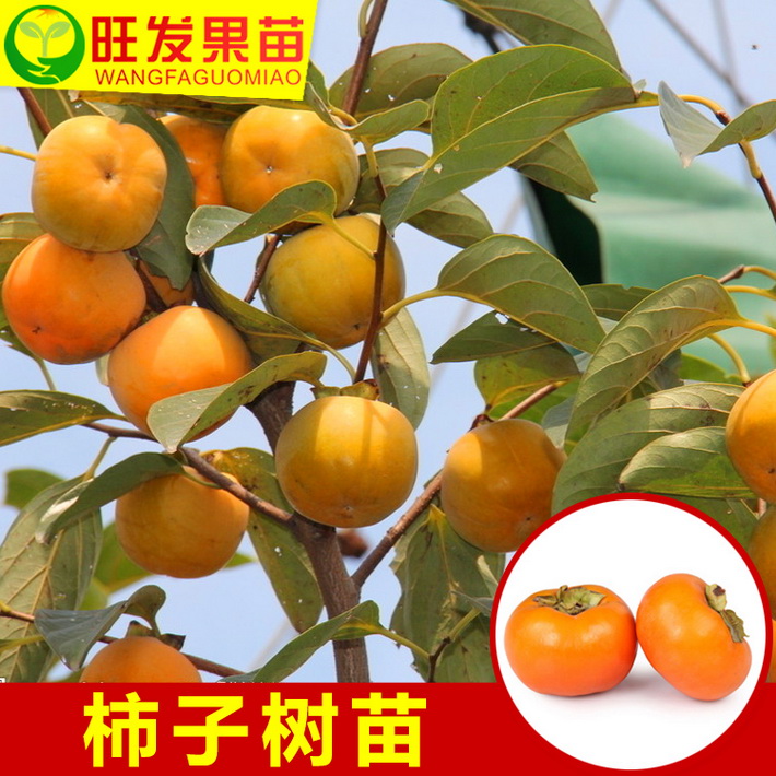 大量批發直銷正宗嫁接苗柿子苗果苗.全國可種植品種純正價格實惠