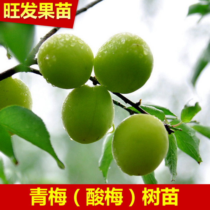 基地批發供應青梅苗嫁接苗 酸梅苗話梅苗 可泡酒