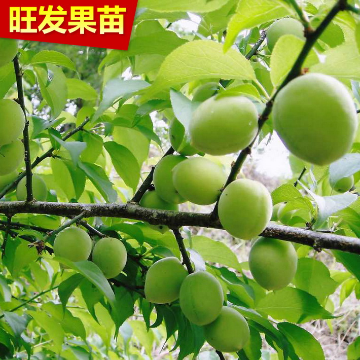 基地批發(fā)供應(yīng)青梅苗嫁接苗 酸梅苗話梅苗 可泡酒