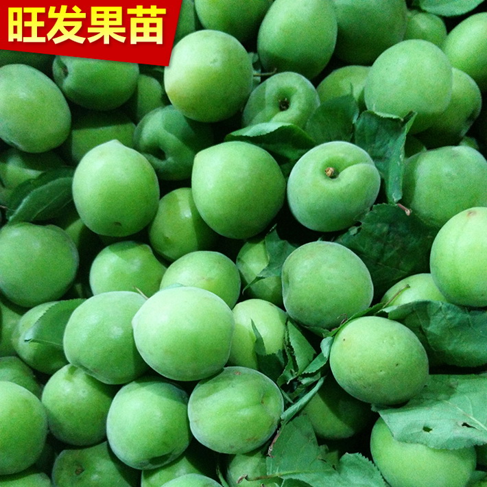 基地批發(fā)供應(yīng)青梅苗嫁接苗 酸梅苗話梅苗 可泡酒