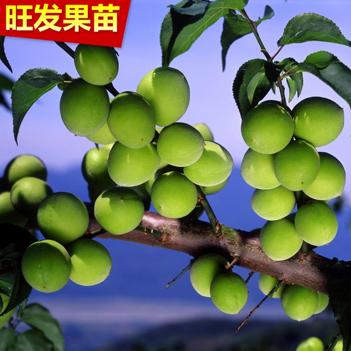 基地批發(fā)供應(yīng)青梅苗嫁接苗 酸梅苗話梅苗 可泡酒