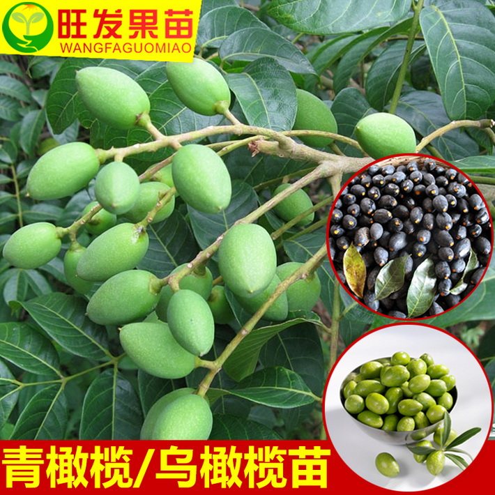 大量供應(yīng)正宗嫁接果苗黃橄欖苗青欖苗 甜橄欖果肉厚實 價格優(yōu)惠