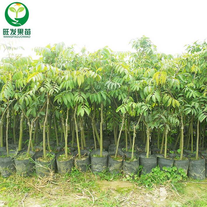 大量供應正宗嫁接果苗黃橄欖苗青欖苗 甜橄欖果肉厚實 價格優惠