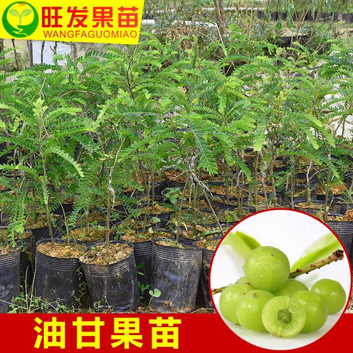 供應大果余甘果苗牛甘果（油柑子）產量高可盆栽地栽果樹苗