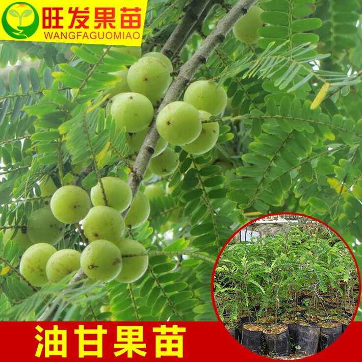 供應大果余甘果苗牛甘果（油柑子）產量高可盆栽地栽果樹苗