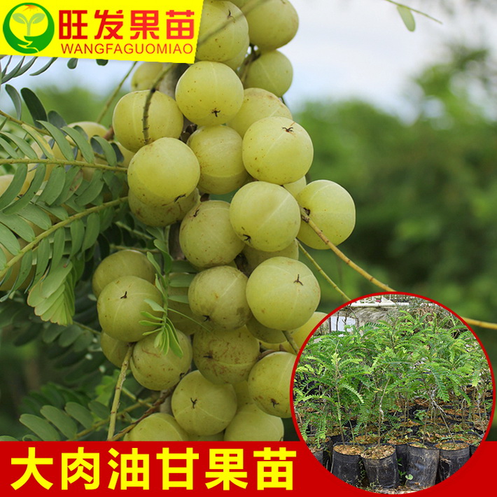 供應大果余甘果苗牛甘果（油柑子）產量高可盆栽地栽果樹苗