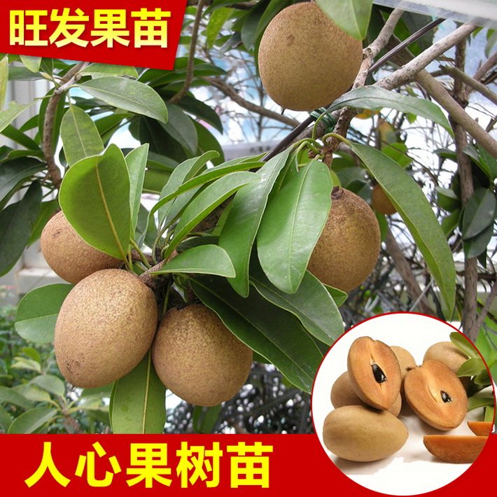 人心果苗四季開花結果 果大肉厚超甜地栽苗可盆栽苗