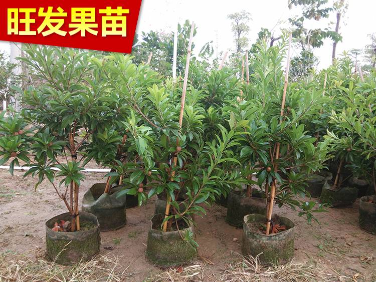人心果苗四季開花結果 果大肉厚超甜地栽苗可盆栽苗