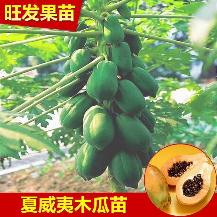 供應夏威夷木瓜苗優良品種 紅肉水果木瓜苗超甜可盆栽地栽