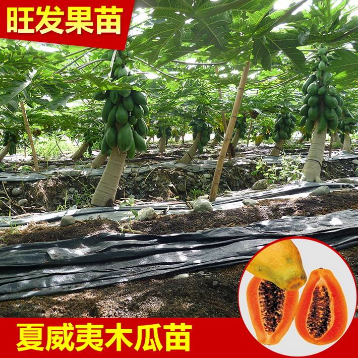 供應夏威夷木瓜苗優良品種 紅肉水果木瓜苗超甜可盆栽地栽