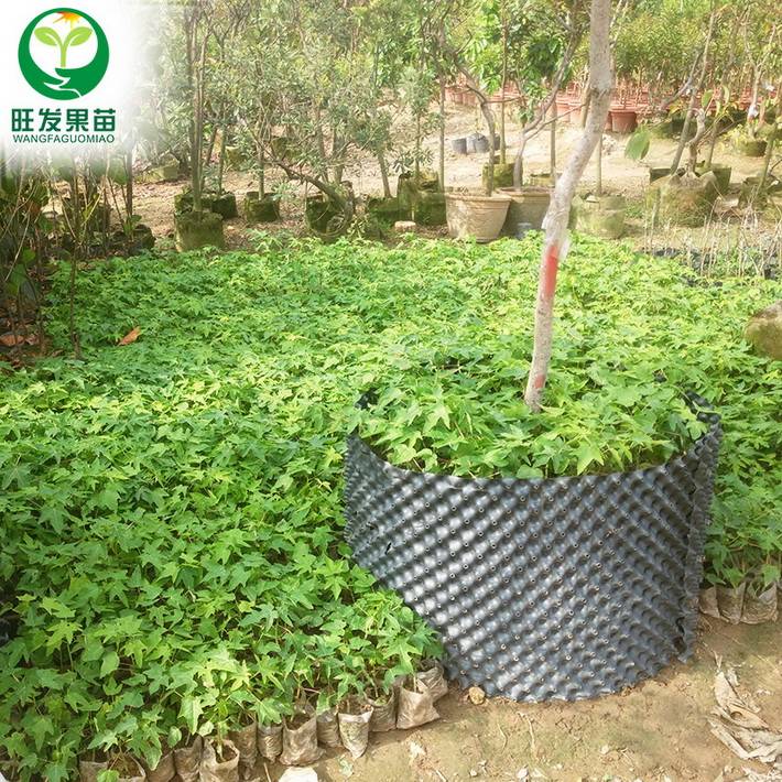 供應夏威夷木瓜苗優良品種 紅肉水果木瓜苗超甜可盆栽地栽