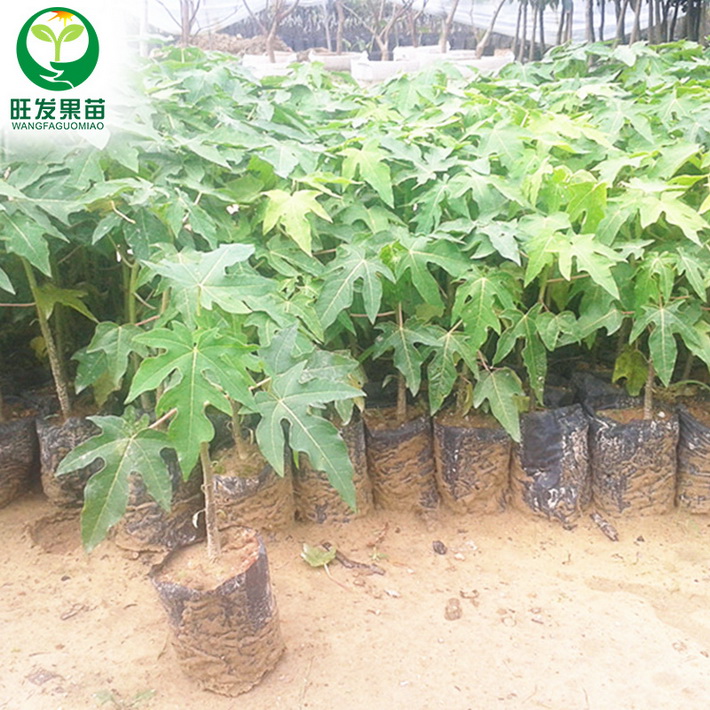 供應夏威夷木瓜苗優良品種 紅肉水果木瓜苗超甜可盆栽地栽
