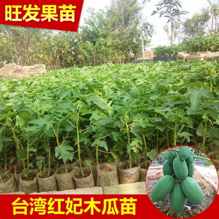 大量供應紅妃木瓜種子苗水果紅肉木瓜苗可盆栽地栽苗量大價優