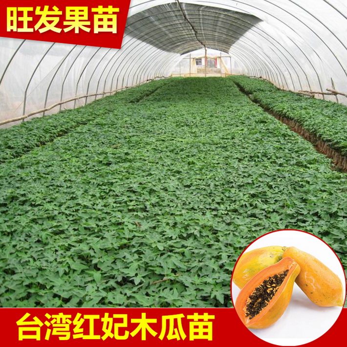 大量供應紅妃木瓜種子苗水果紅肉木瓜苗可盆栽地栽苗量大價優