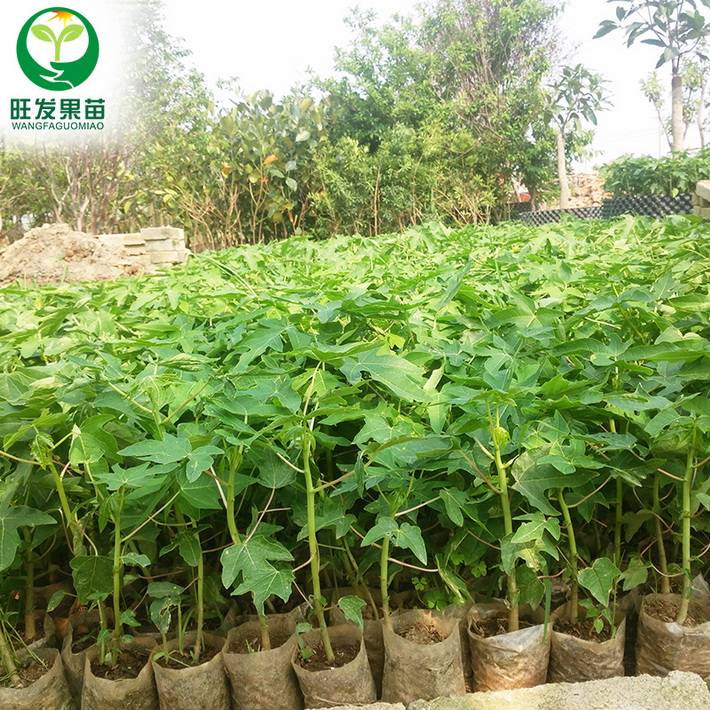 大量供應紅妃木瓜種子苗水果紅肉木瓜苗可盆栽地栽苗量大價優