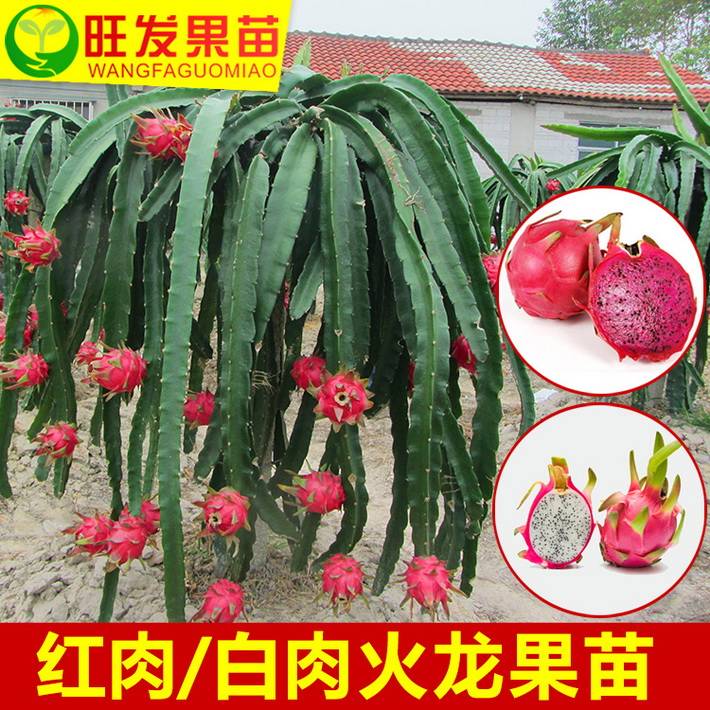 四季紅肉火龍果苗新品種 紅心火龍果樹苗 果大無需人工授粉