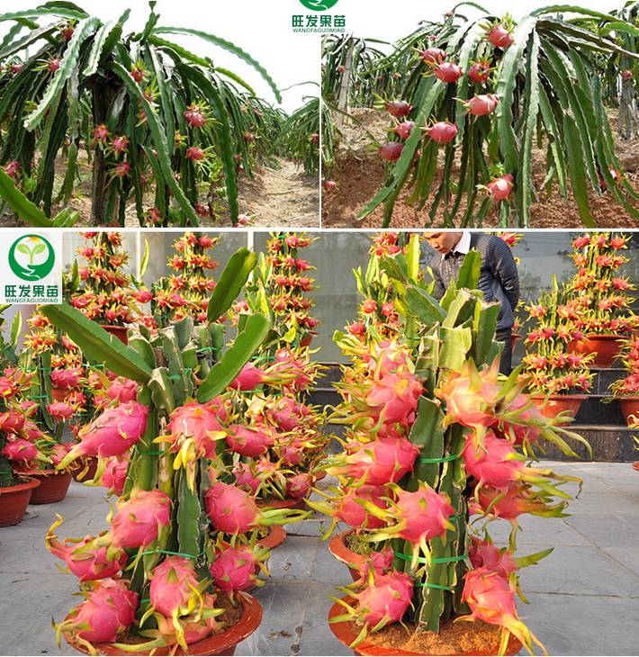四季紅肉火龍果苗新品種 紅心火龍果樹苗 果大無需人工授粉