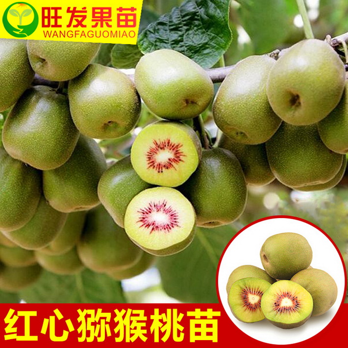 大量批發(fā)正宗紅心奇異果苗 紅肉獼猴桃苗品種純正 量大價(jià)優(yōu) 紅心獼猴桃簡介
