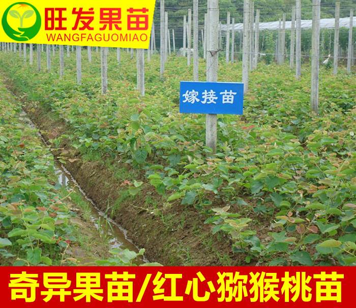 大量批發正宗紅心奇異果苗 紅肉獼猴桃苗品種純正 量大價優 紅心獼猴桃簡介