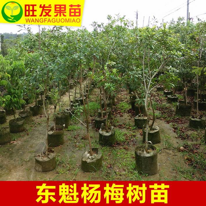 供應東魁楊梅黑碳楊梅苗 果大肉厚清甜可盆栽地栽楊梅樹 東魁楊梅簡介
