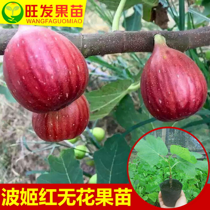 正宗臺(tái)灣波姬紅無花果樹苗可盆栽無花果苗南北方種植當(dāng)年結(jié)果
