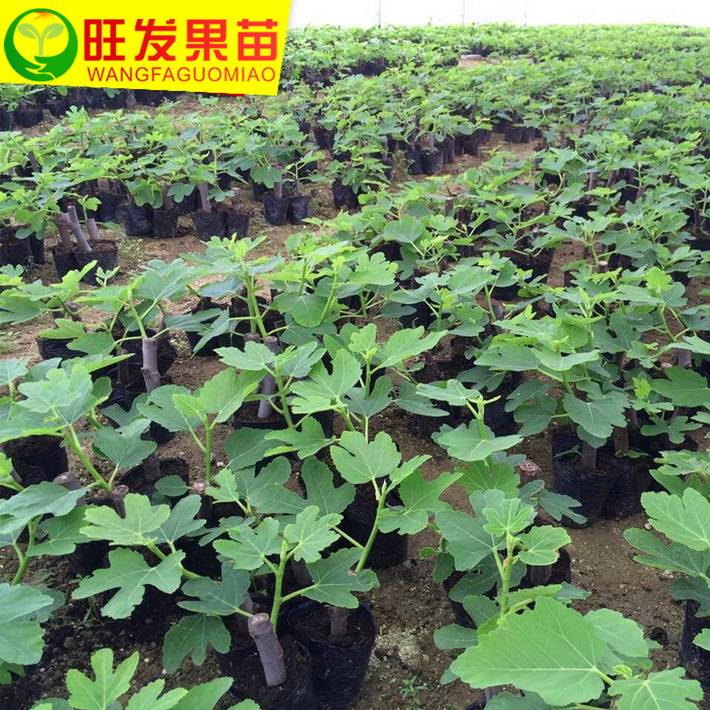 正宗臺灣波姬紅無花果樹苗可盆栽無花果苗南北方種植當年結果