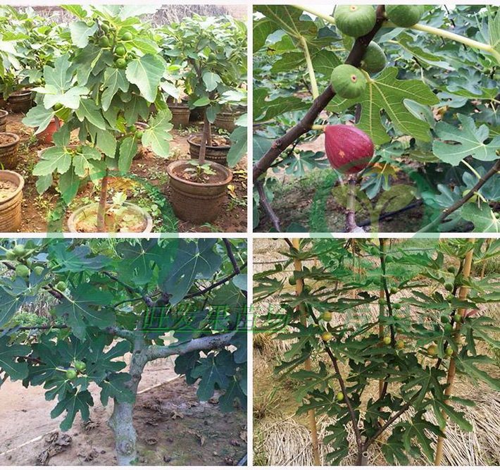 正宗臺灣波姬紅無花果樹苗可盆栽無花果苗南北方種植當年結果