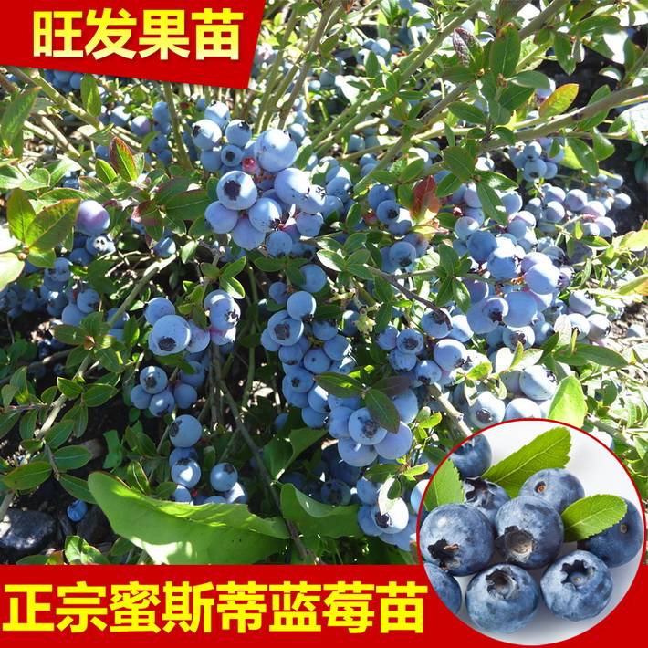 大量供應南方藍莓苗 南高叢藍莓密斯蒂藍莓苗可盆栽地栽