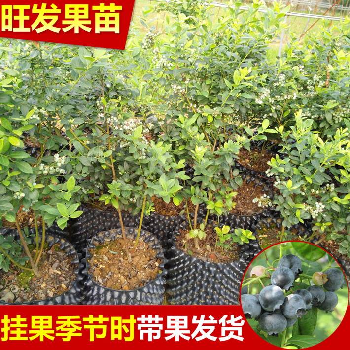大量供應南方藍莓苗 南高叢藍莓密斯蒂藍莓苗可盆栽地栽
