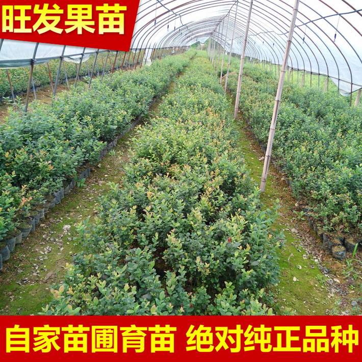 大量供應南方藍莓苗 南高叢藍莓密斯蒂藍莓苗可盆栽地栽